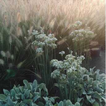 Stachys byzantina 'Silver Carpet'-Pennisetum alopecuroides 'Hameln'- Allium tuberosum